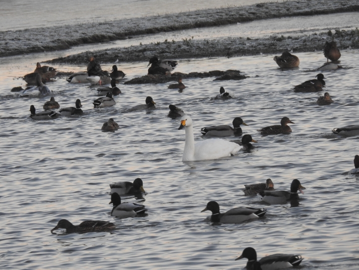 Bewick's swan on lake surrounded by ducks